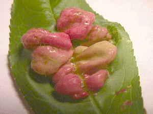 Image of Peach leaf curl