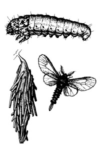 Image of bagworm lifecycle