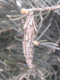 Close-up of Bagworm
