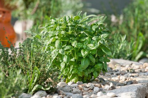 Basil Piedmont Basil Piedmont