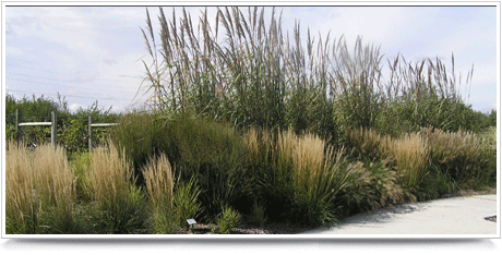 Photo of ornamental grasses