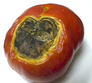 Image of blossom end rot of tomato