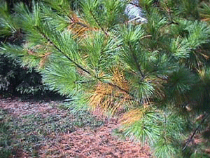 Image of pine natural needle drop