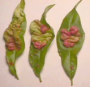 Image of Peach leaf curl