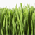 Turfgrass Icon