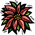 Image of a Poinsettia