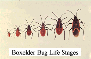 Boxelder Bug Life Stages
