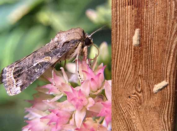 Fall armyworm moth and egg ID