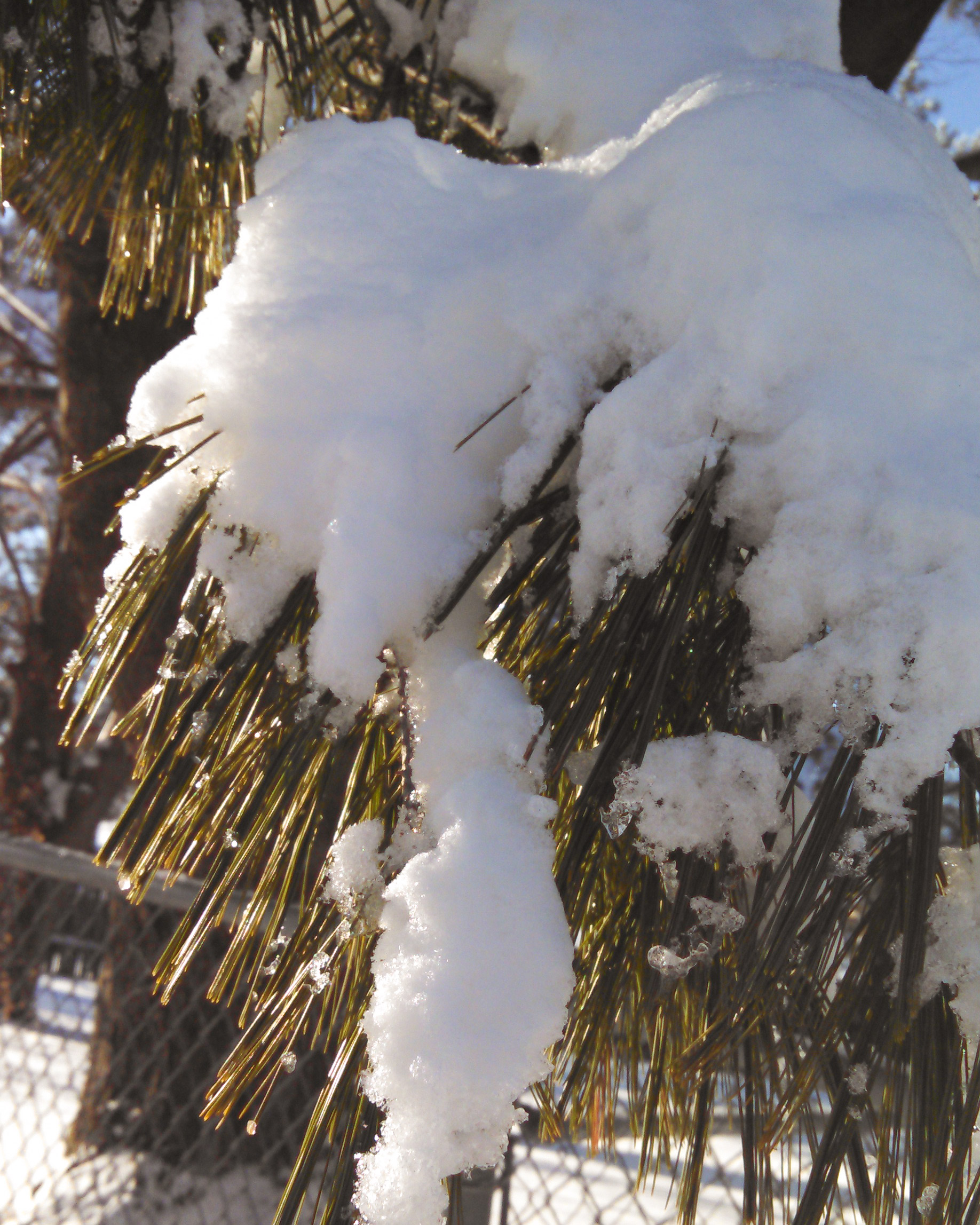 Snow loading on trees