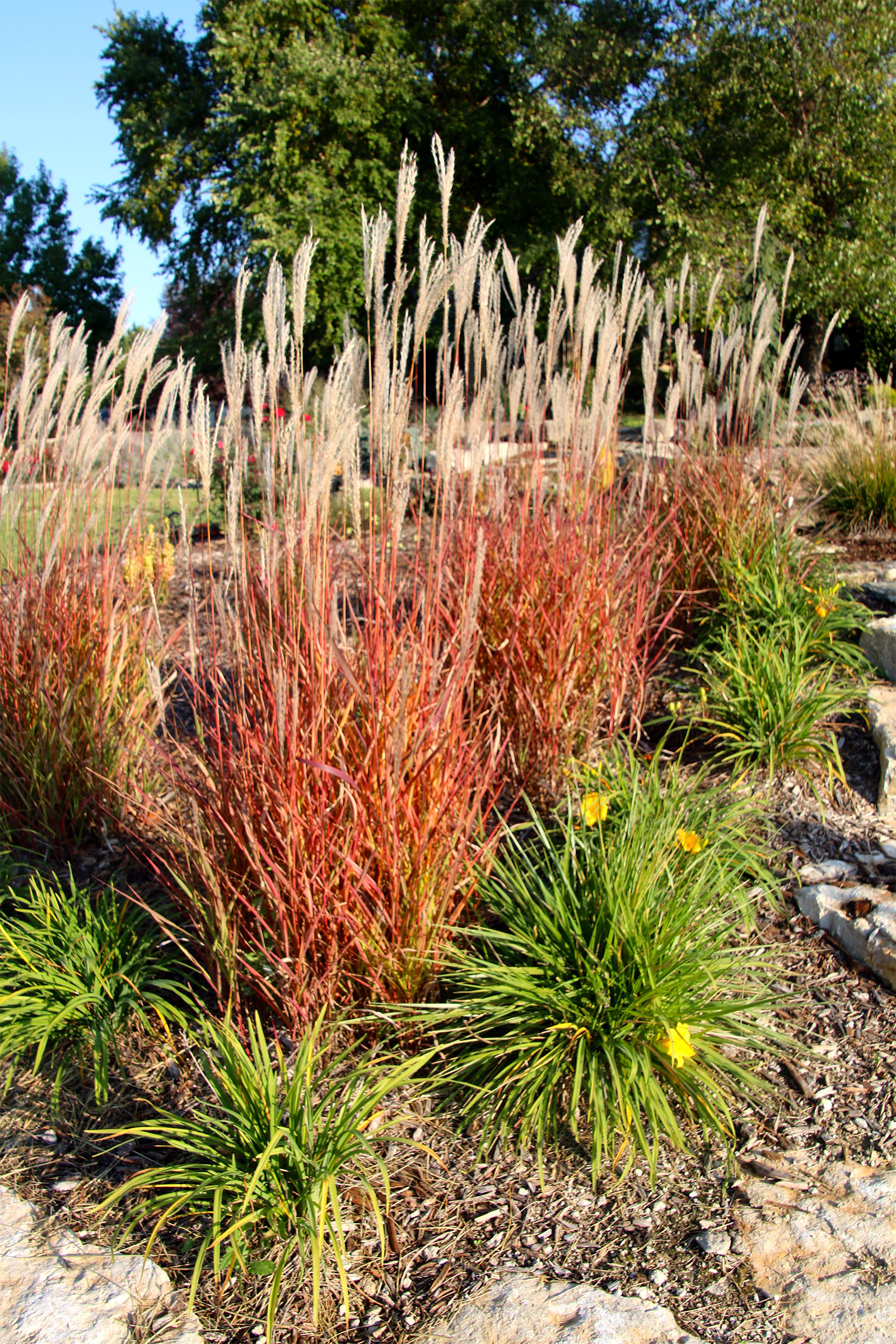 Cutting Back Ornamental Grasses Backyard Farmer Nebraska