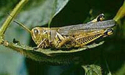 Differential Grasshopper, G.L. Hein, UNL Entomology Department