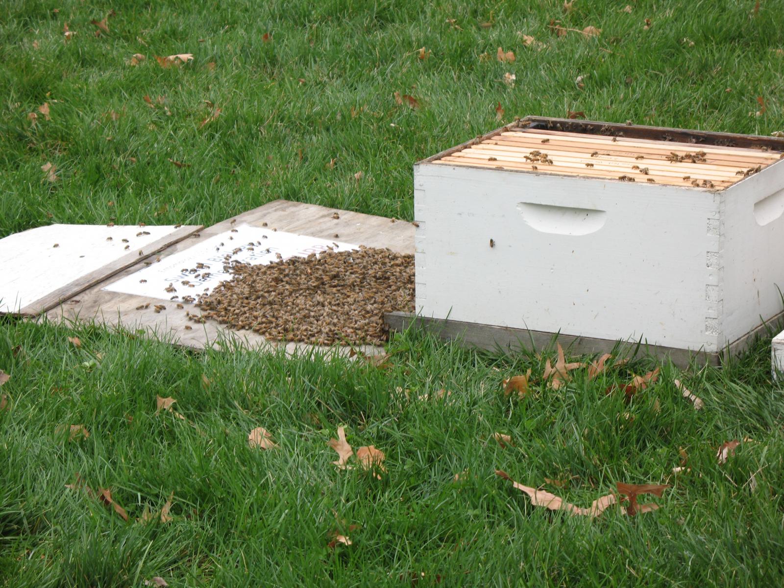 University of Nebraska–Lincoln Entomology Department - bee hives