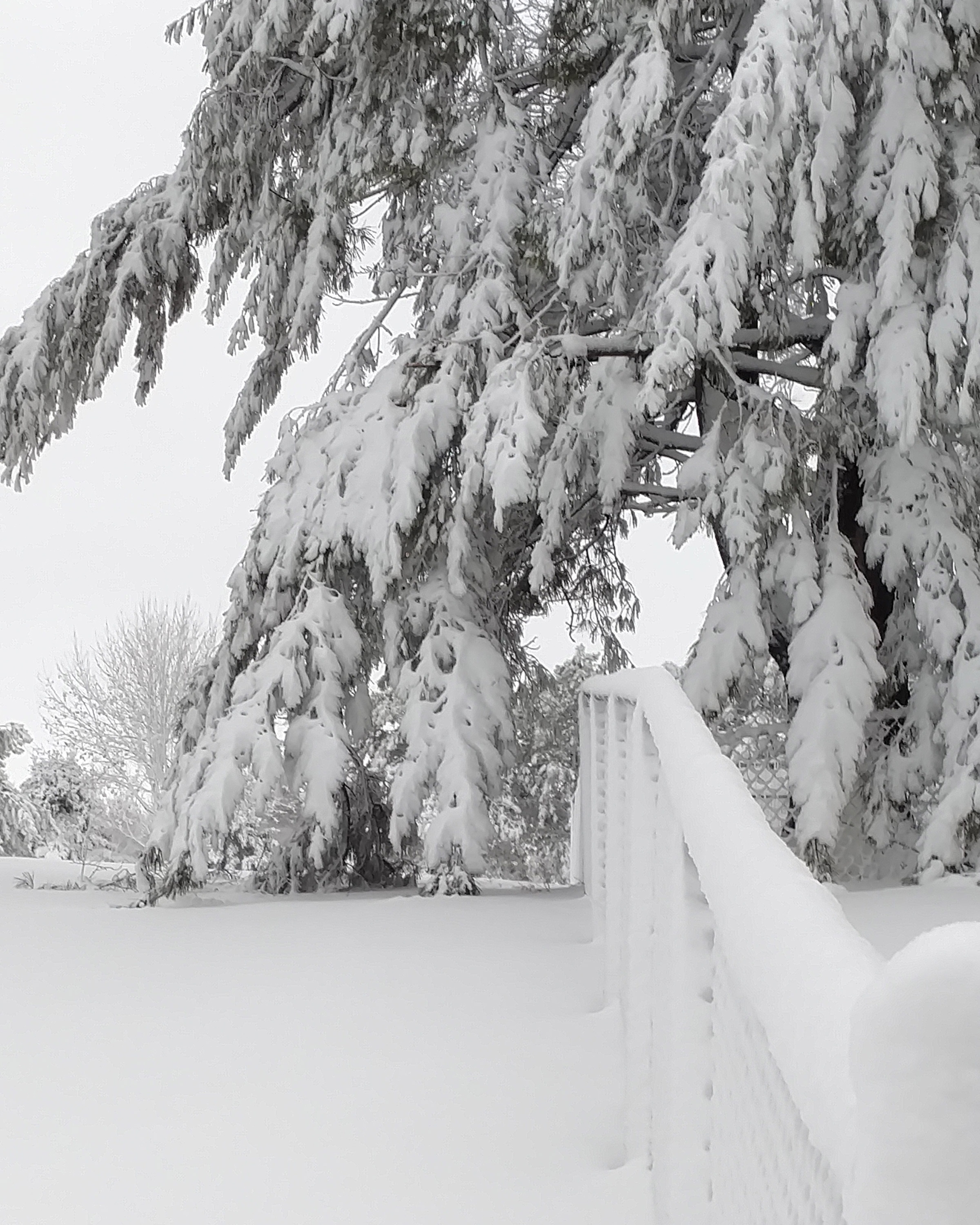 Snow loading on trees