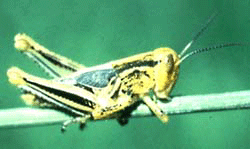 Two-striped Grasshopper, G.L. Hein, UNL Entomology Department