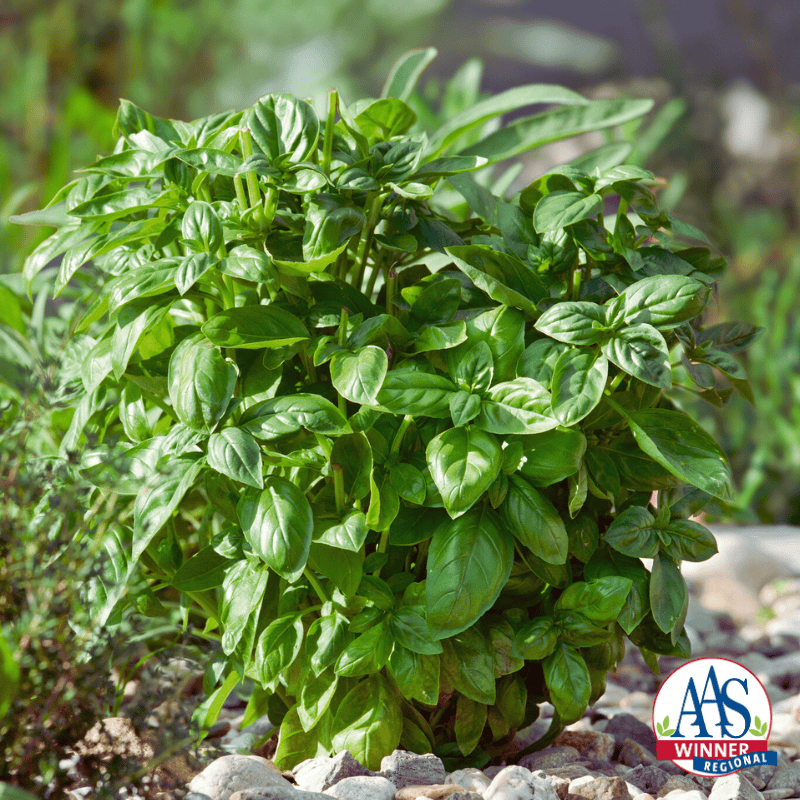 Basil - Piedmont