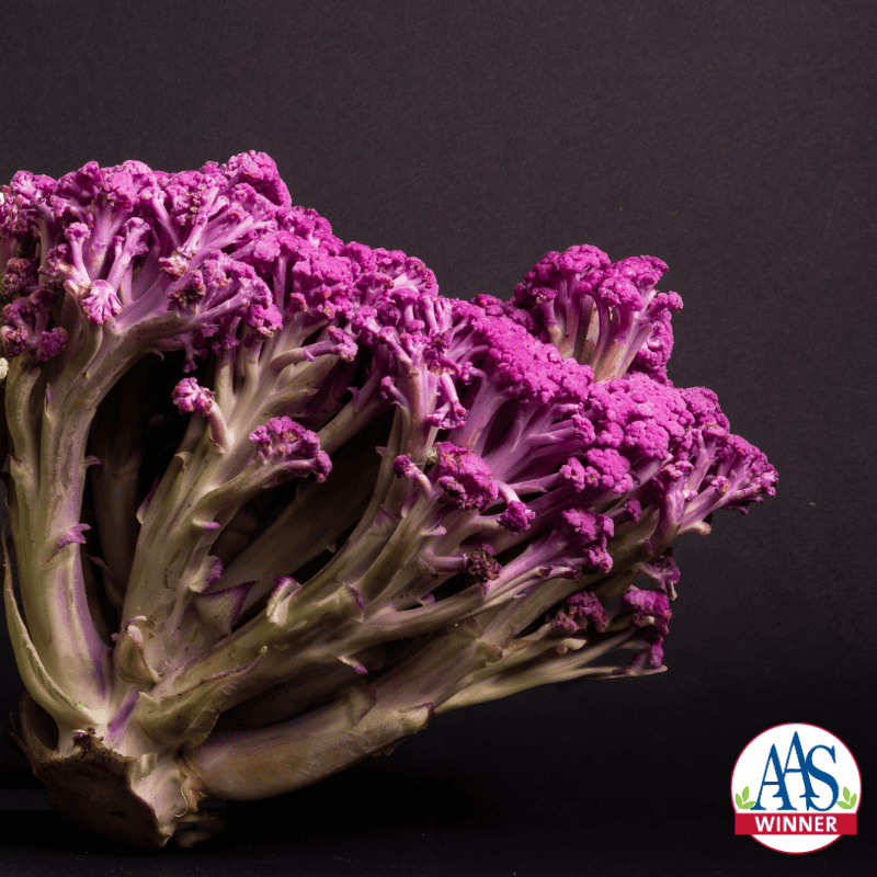 Cauliflower - Muraskaki Fioretto