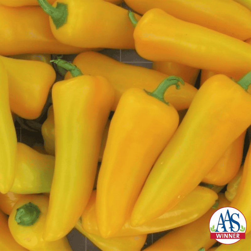 Pepper Pick-N-Pop Yellow F1