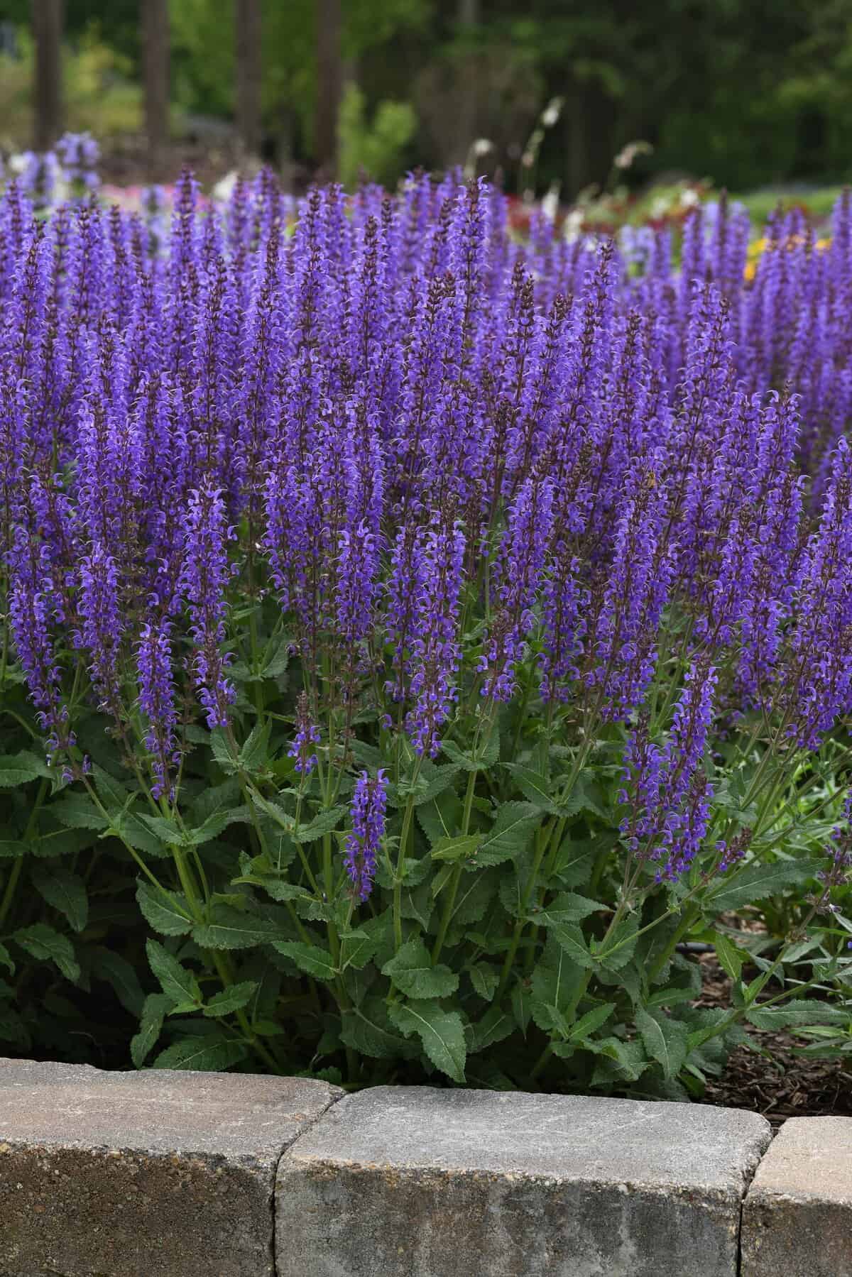 Salvia