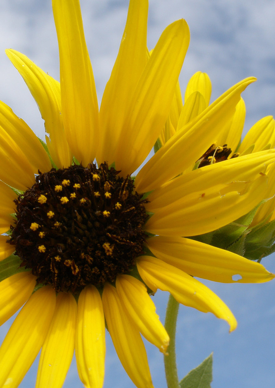 The yellow blooms of an annual common sunflower during the summer with the sky blue background 