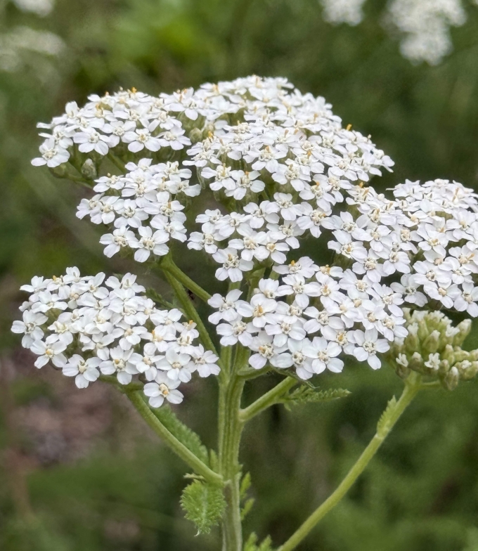 Close-up of white yarrow flower clusters with flat-topped blooms held above finely textured, fern-like foliage.