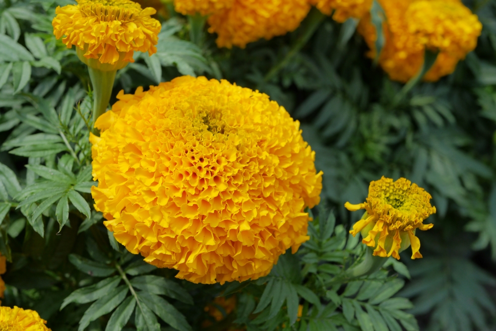 Siam Gold F1 African marigold with large golden-yellow flowers