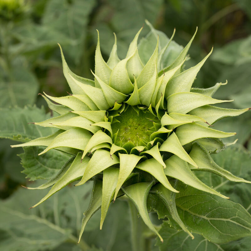 ‘SunFill™ Green’ sunflower with bright green blooms