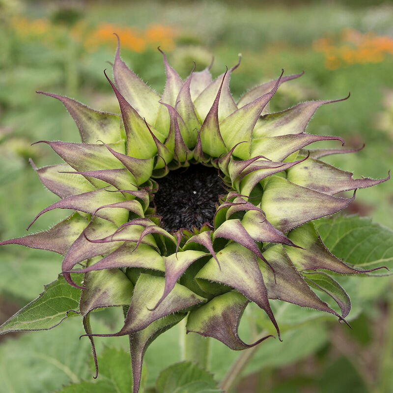 SunFill™ Purple sunflower blooms that are green at the center, fading to purple