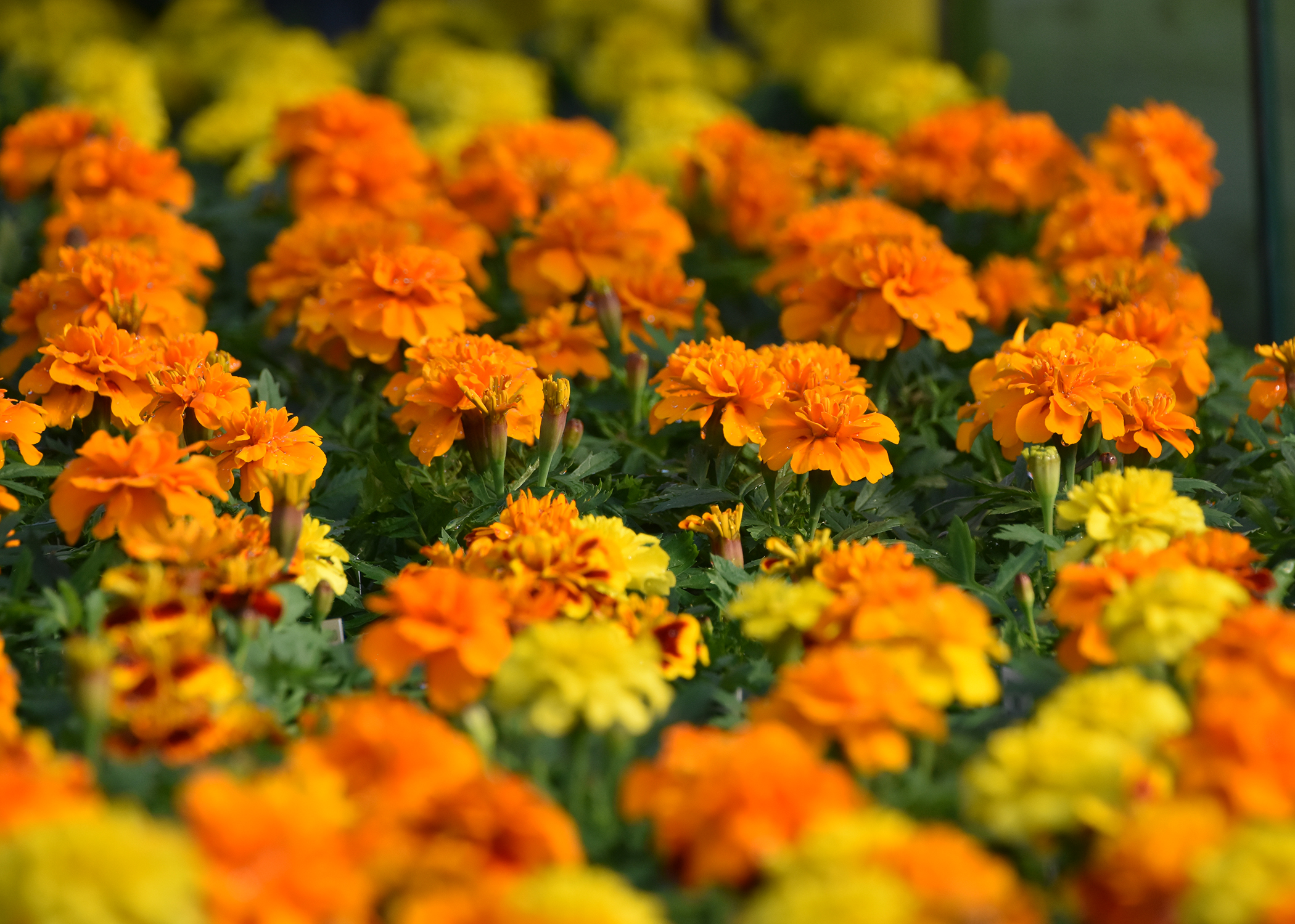 African marigolds with large orange and yellow flowers and dark green foliage