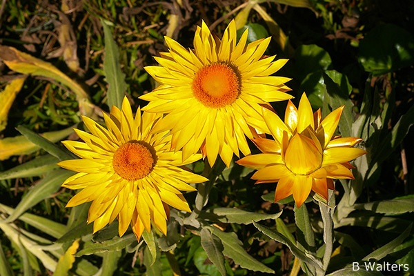 Bright golden yellow strawflower blooms