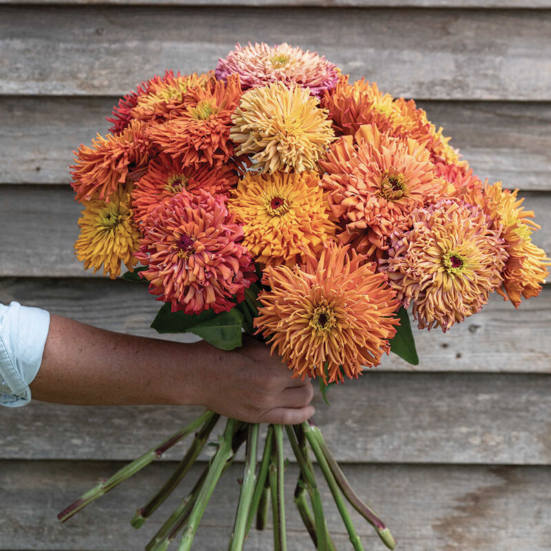 Bouquet of Agave zinnias with large, densely petaled blooms in blended buff, coral, gold, peach, pink, and orange tones.