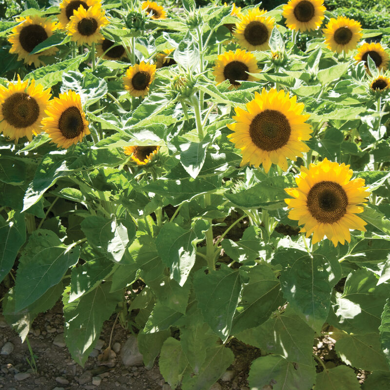 Big Smile dwarf sunflower with bright golden-yellow blooms with a black centers