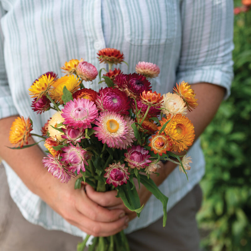 Bouquet of a colorful variety of the Choice Mix strawflowers in bloom
