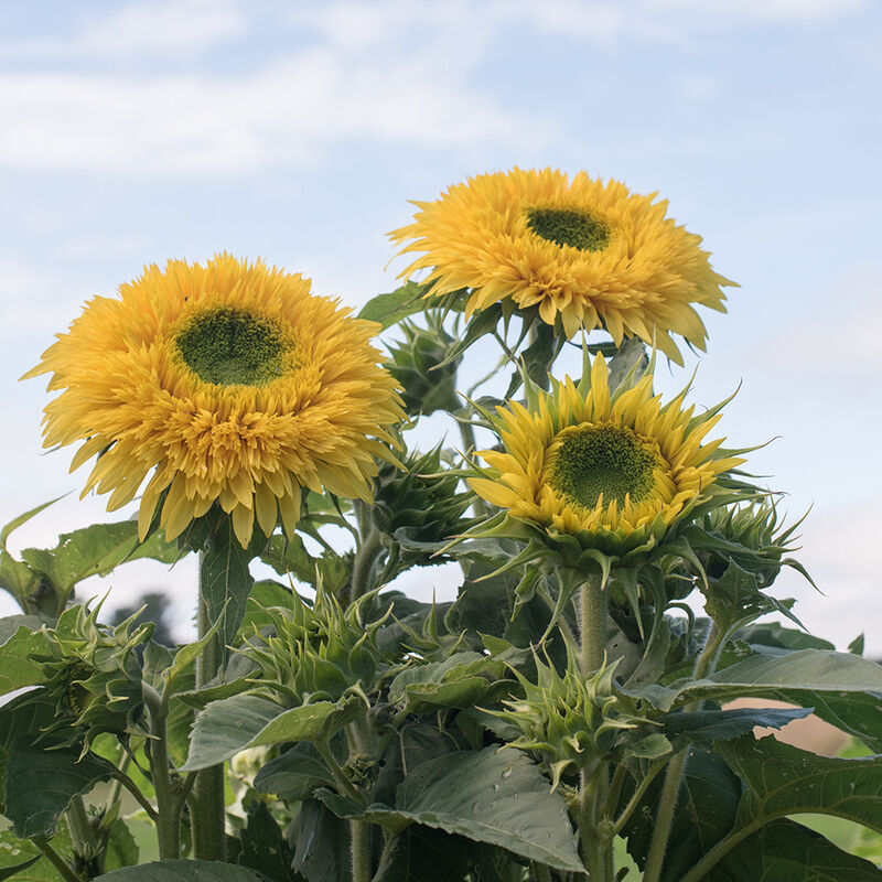 ‘Lemonade’ sunflower’s fully double bright lemon-yellow blooms