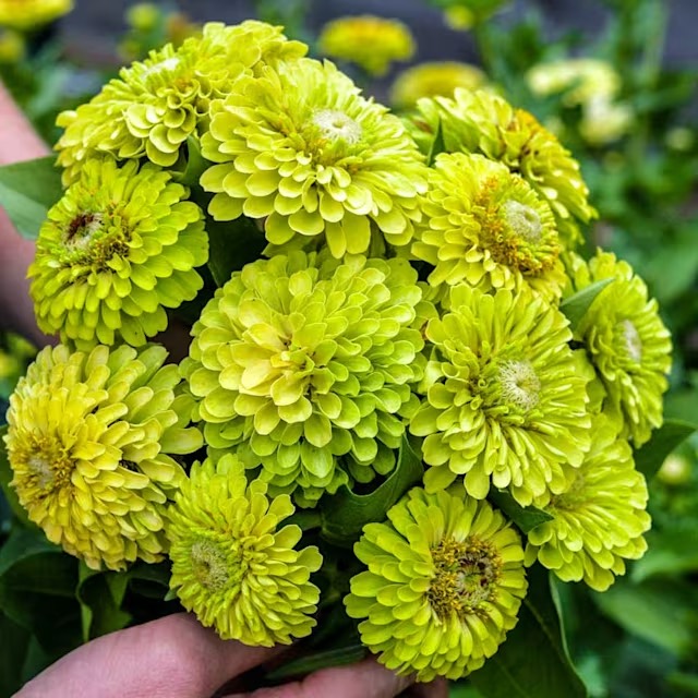 Bouquet of Queen Lime zinnias displaying fully double, dahlia-style blooms in a distinctive apple-green color.