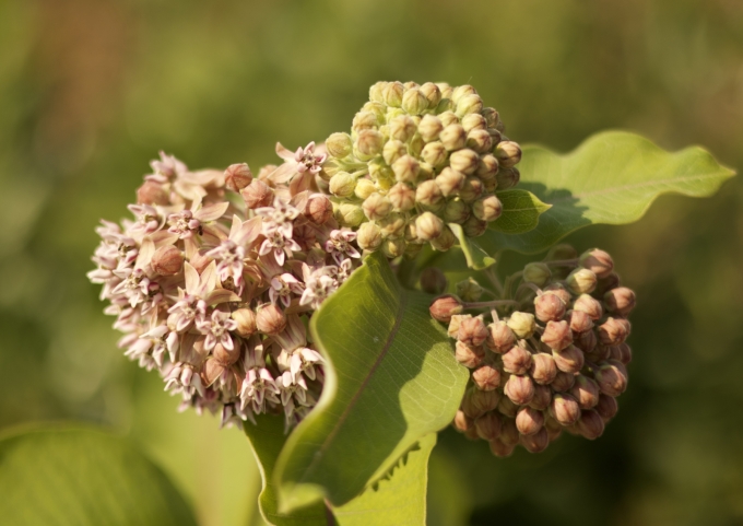 Common Milkweed's large bright green foliage with light pink flower clusters