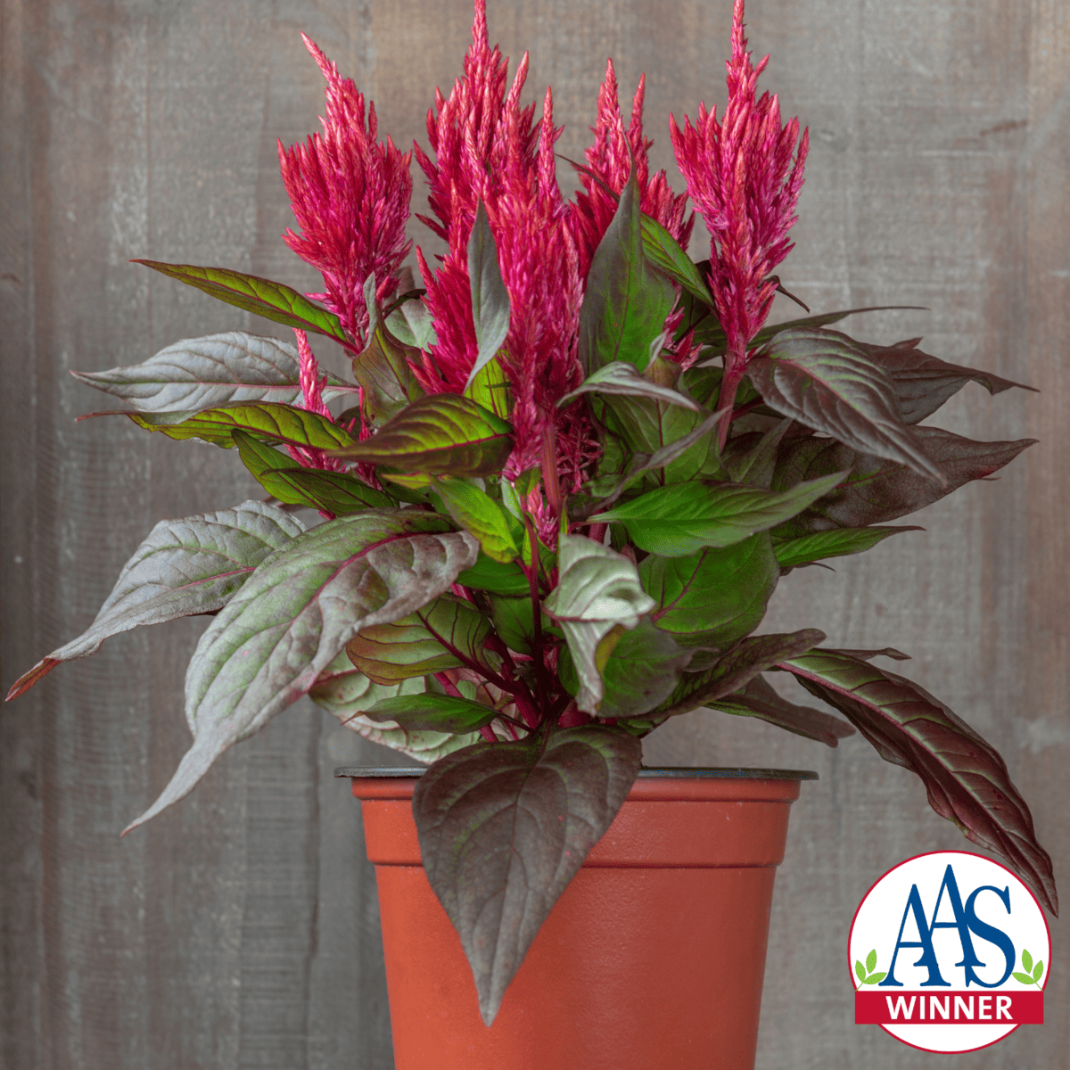Burning Embers celosia with dark red plumes and burgundy to green foliage