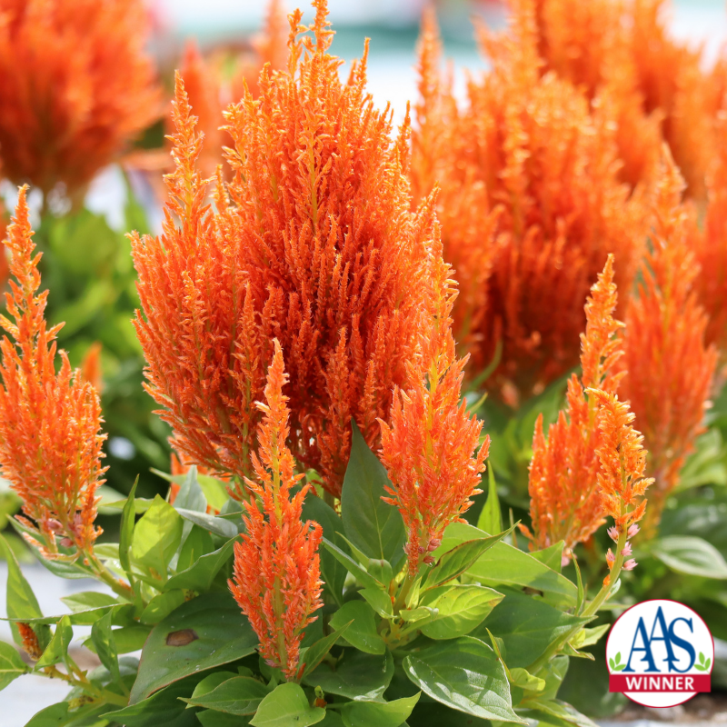 Flamma Orange plume celosia with bright orange feathery flowers