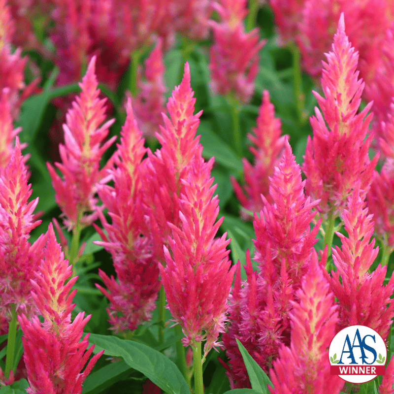 Flamma Pink plume celosia with upright pink flower plumes