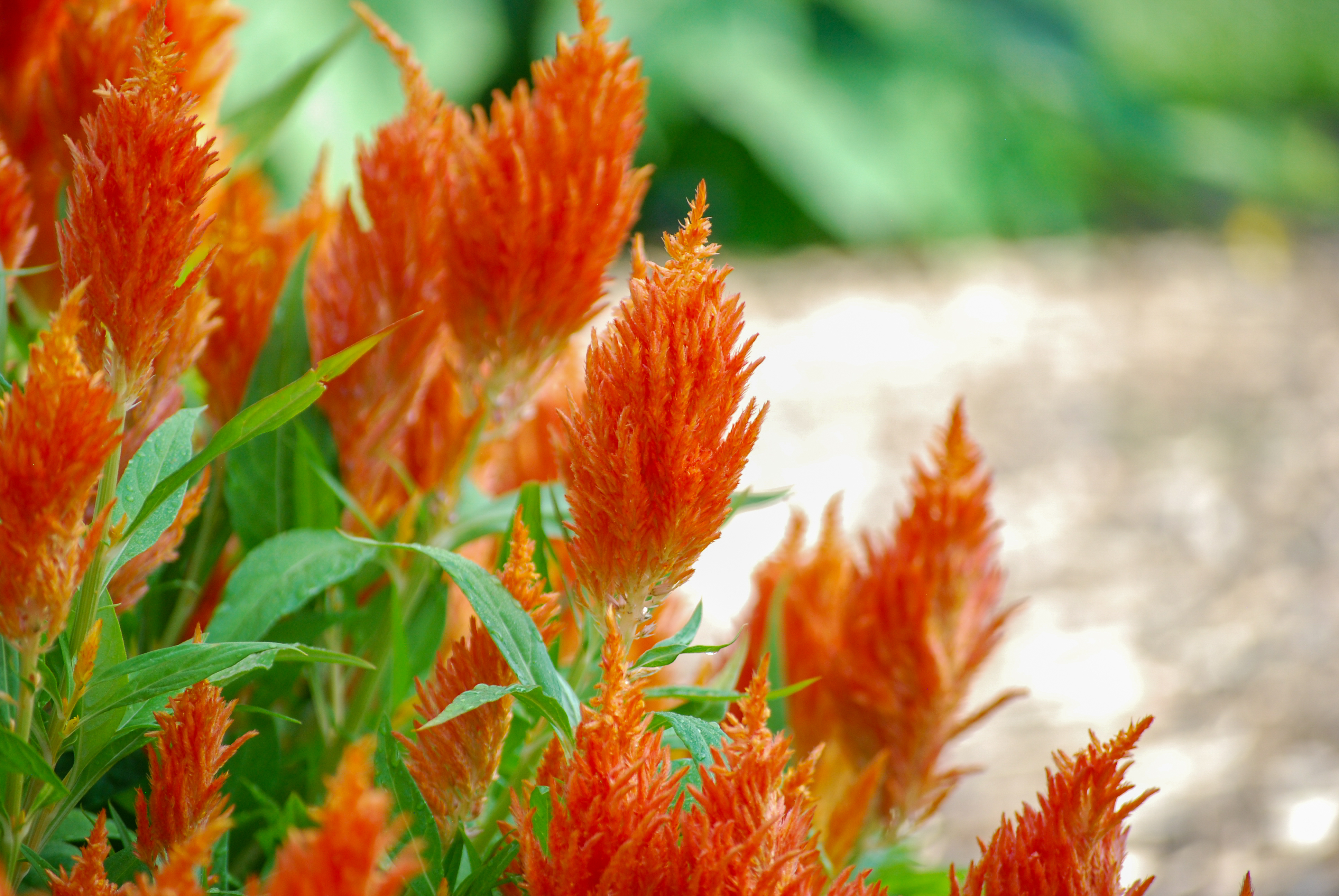 Flamma Orange plume celosia with bright orange feathery flowers