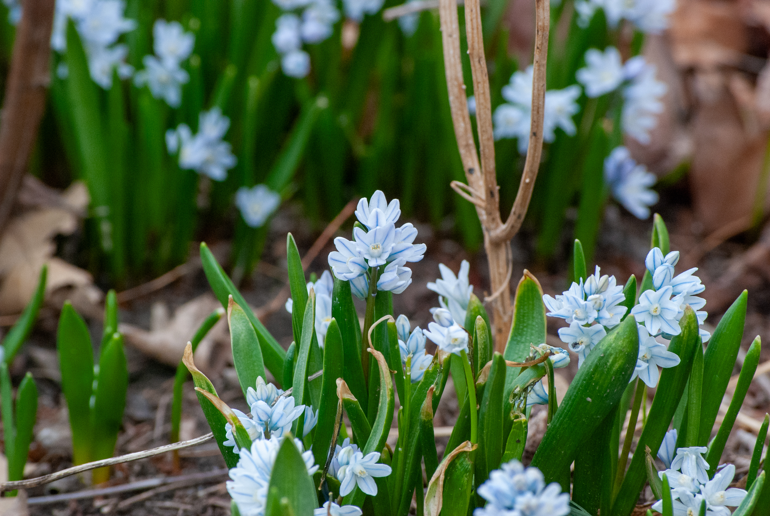 Cluster of pale blue striped squill (Puschkinia scilloides) flowers with green foliage in early spring.