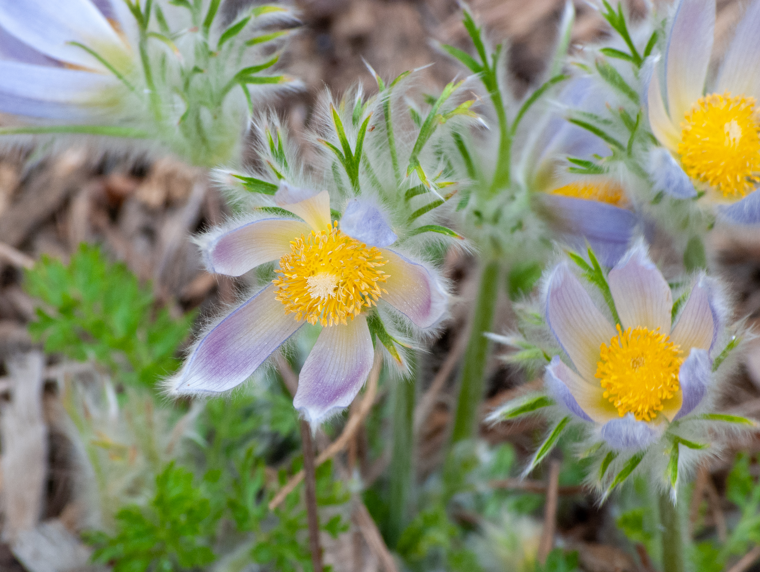 Purple pasqueflower (Pulsatilla patens) with yellow center and fuzzy stems blooming in early spring.