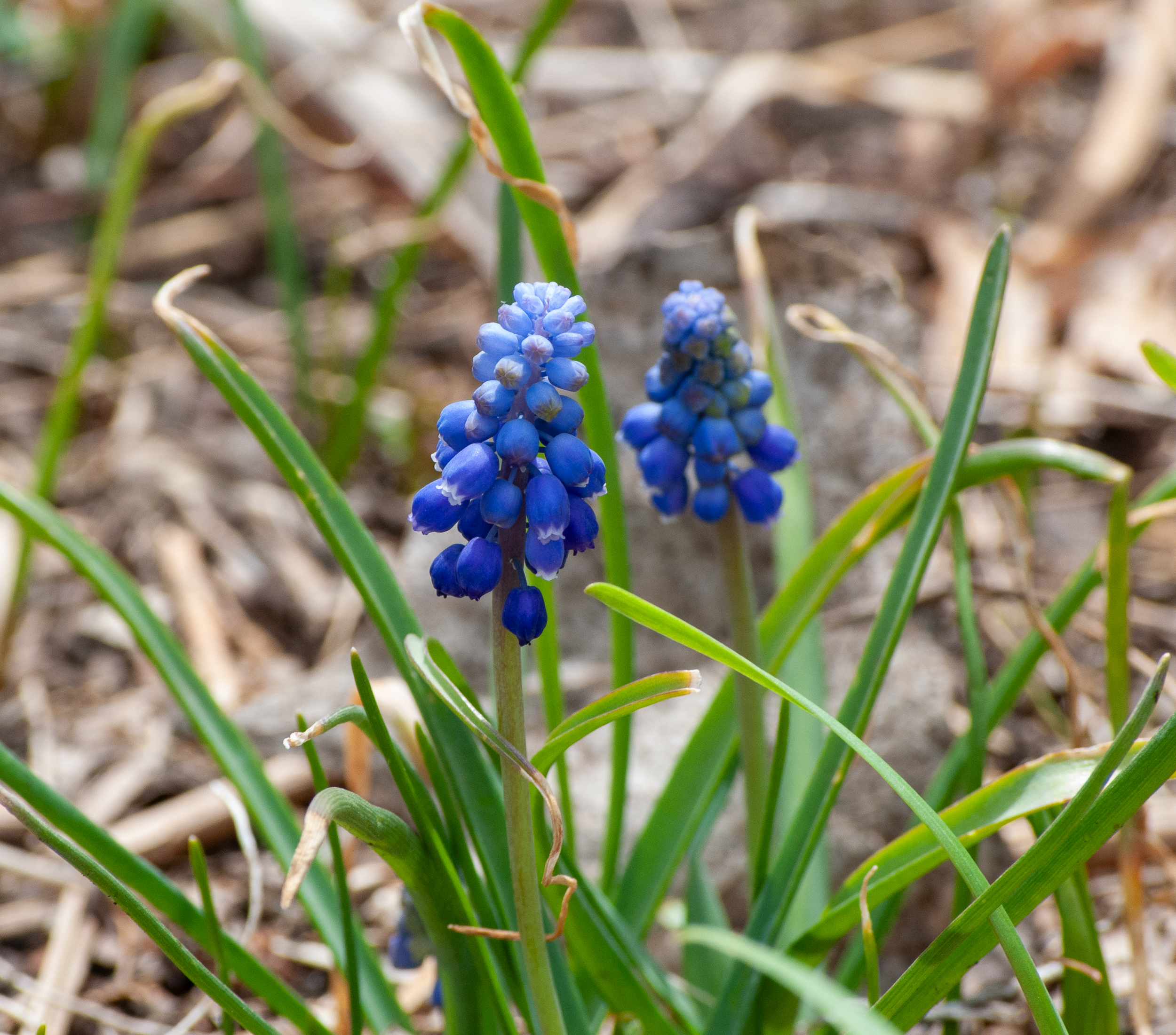Small cluster of blue grape hyacinth (Muscari botryoides) flowers blooming in early spring.