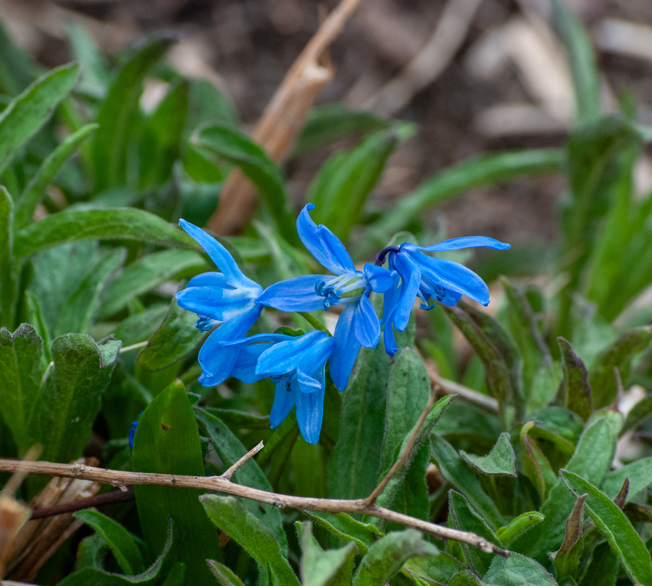 Bright blue Siberian squill (Scilla siberica) flowers blooming close to the ground in early spring.