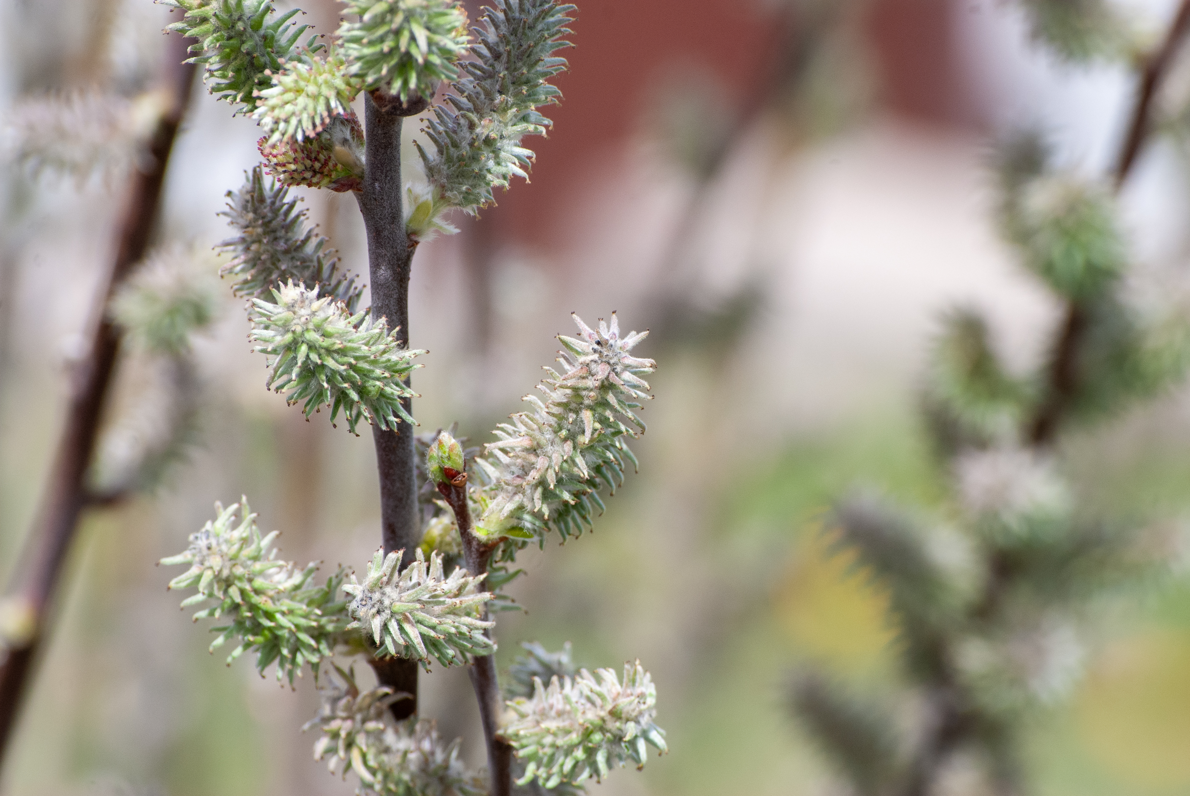 Prairie willow (Salix humilis) catkins emerging on slender stems in early spring.