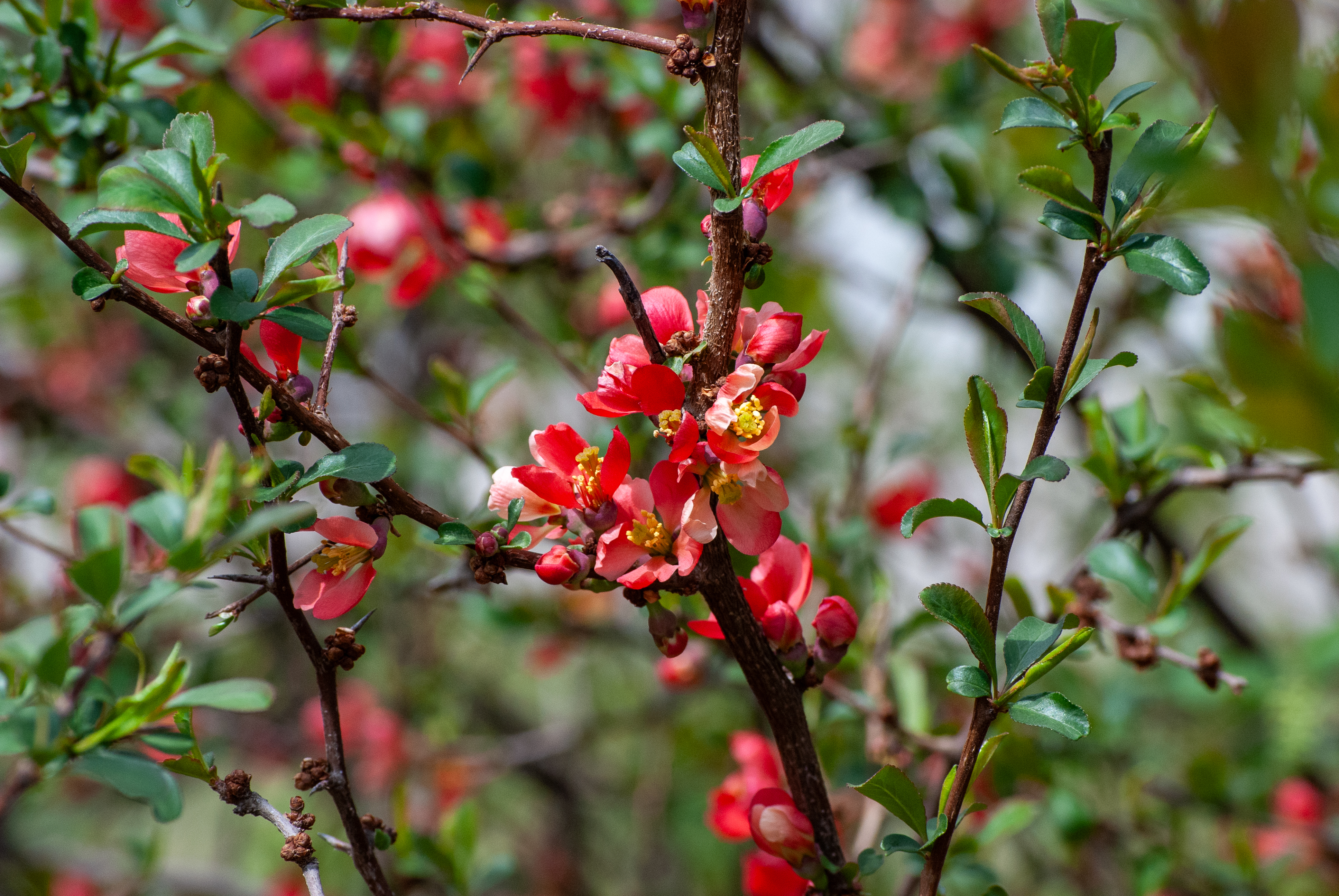 Bright red flowering quince (Chaenomeles speciosa) blossoms emerging along woody stems in early spring.
