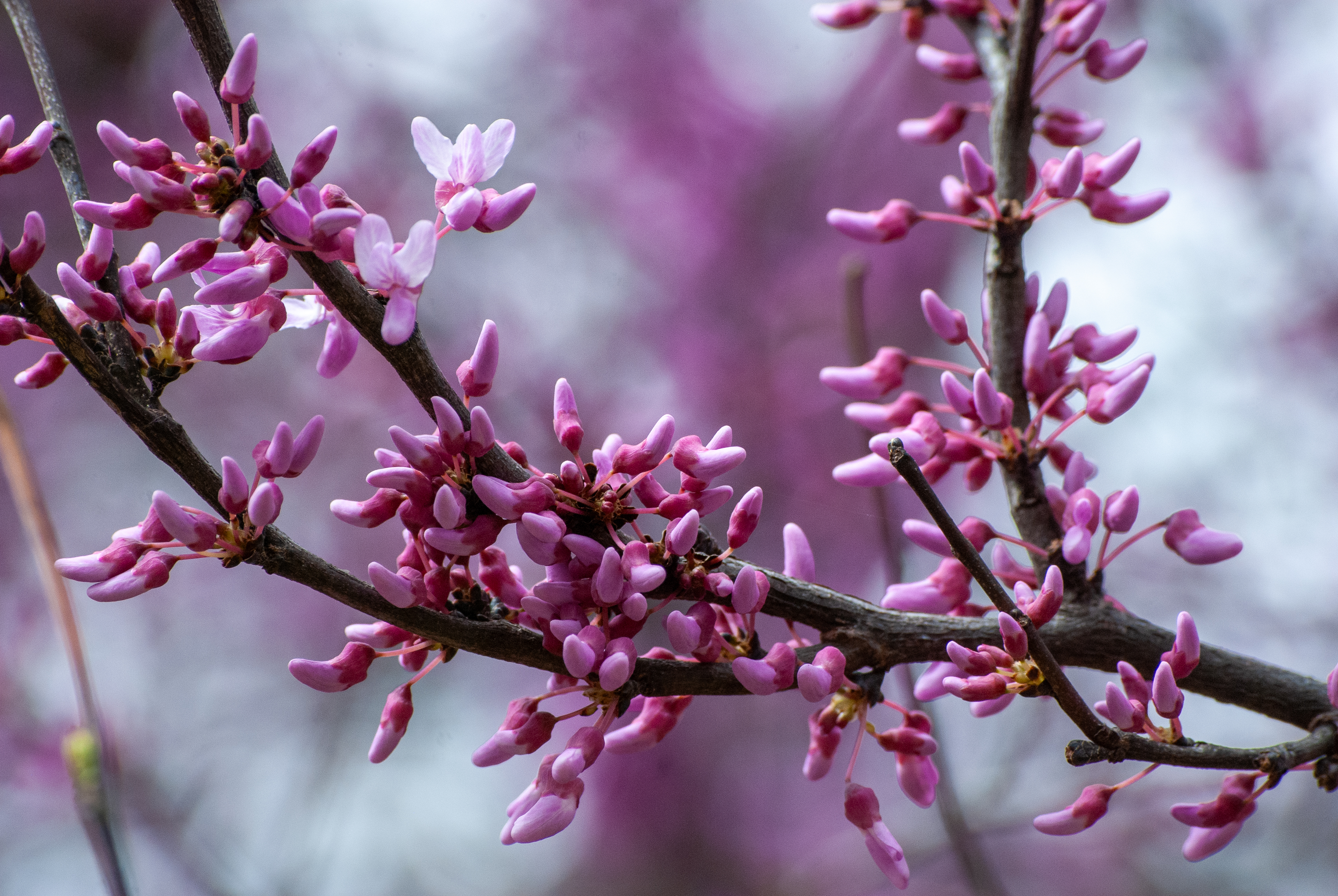 Bright pink Eastern Redbud (Cercis canadensis) flowers emerging directly from branches in early spring.