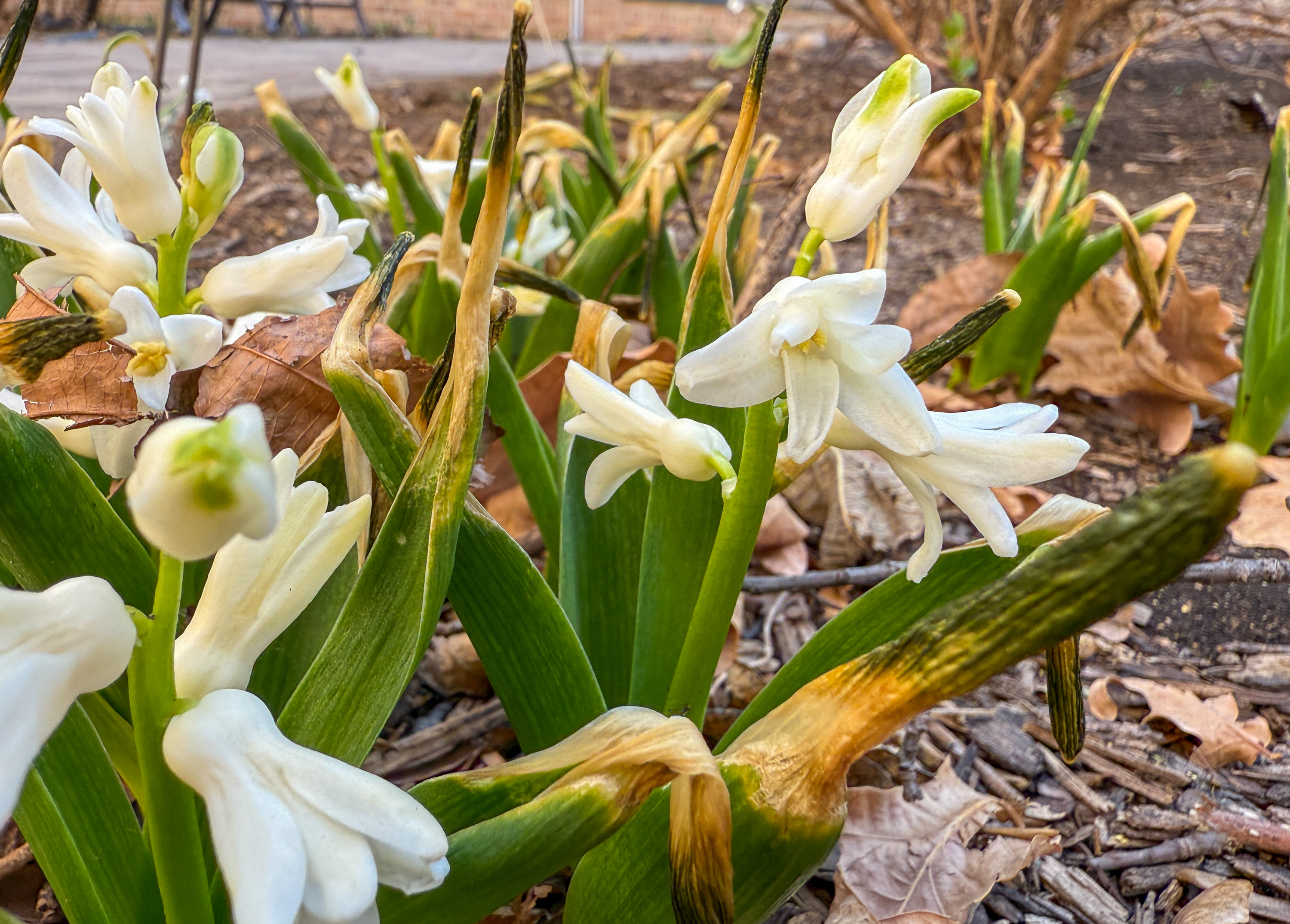 White hyacinth ‘Carnegie’ flowers blooming in the Kiem Courtyard.