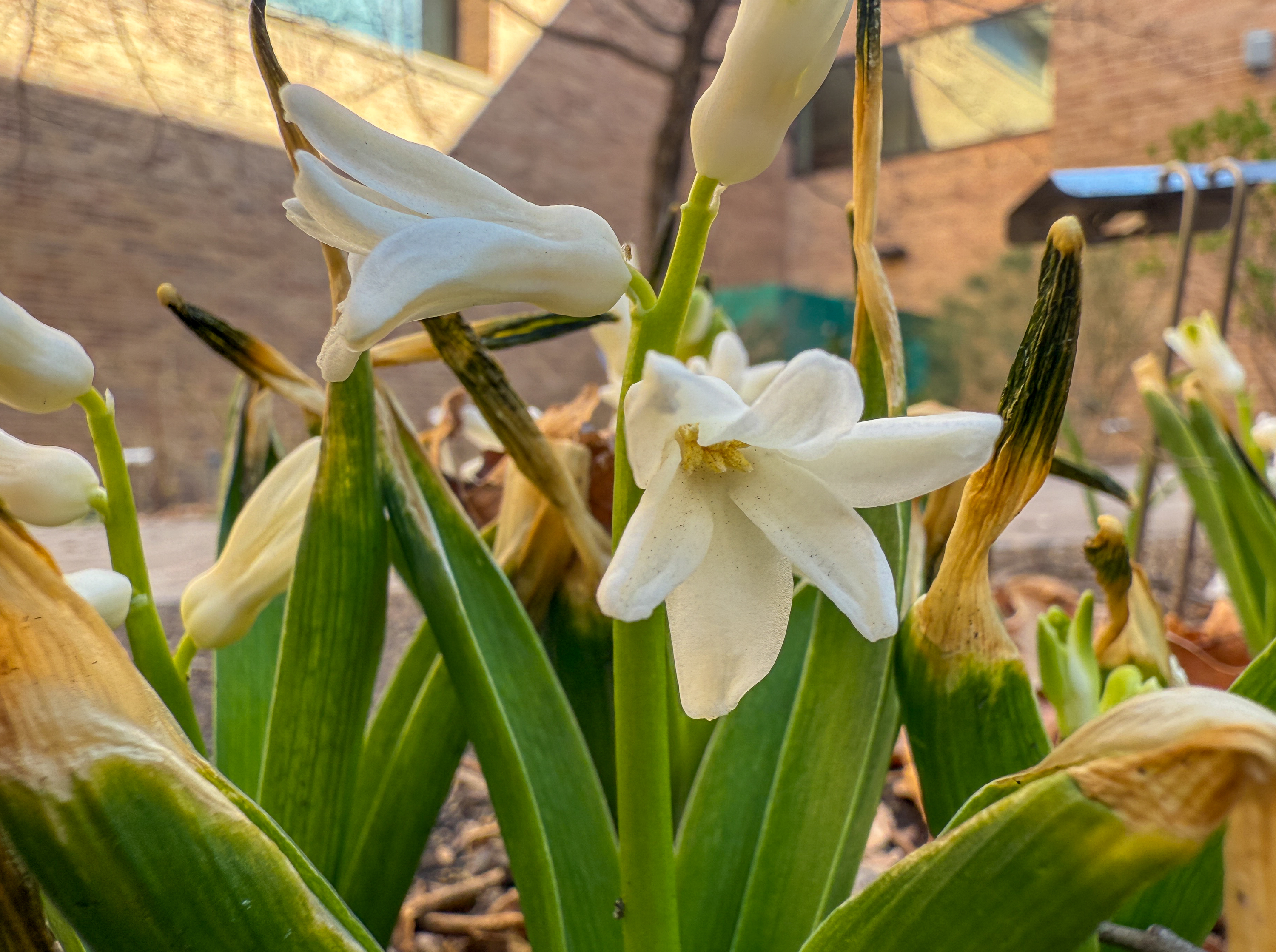 White hyacinth (Hyacinthus orientalis) flowers emerging among green foliage in early spring.