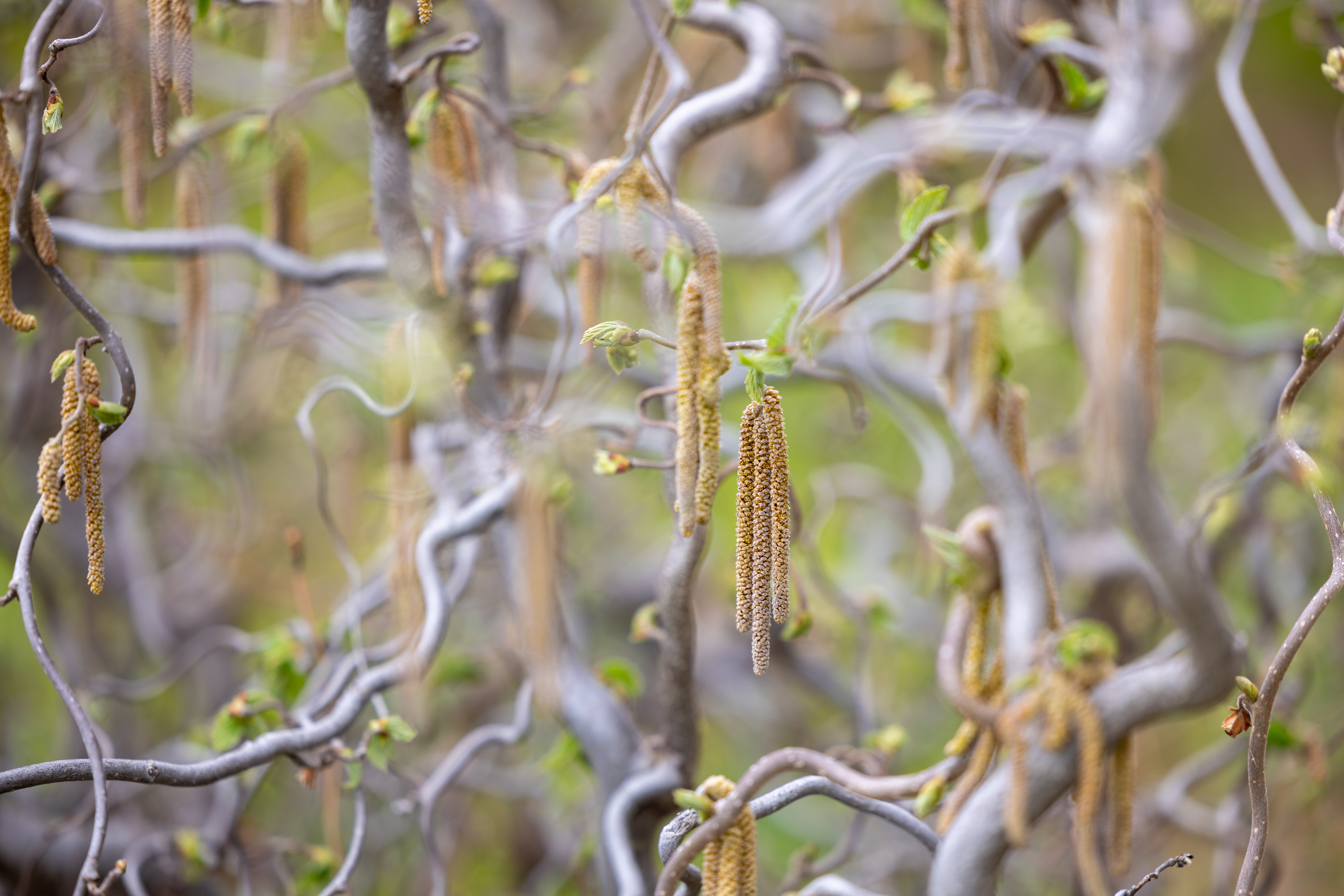 Twisting branches with hanging catkins and emerging green leaves.