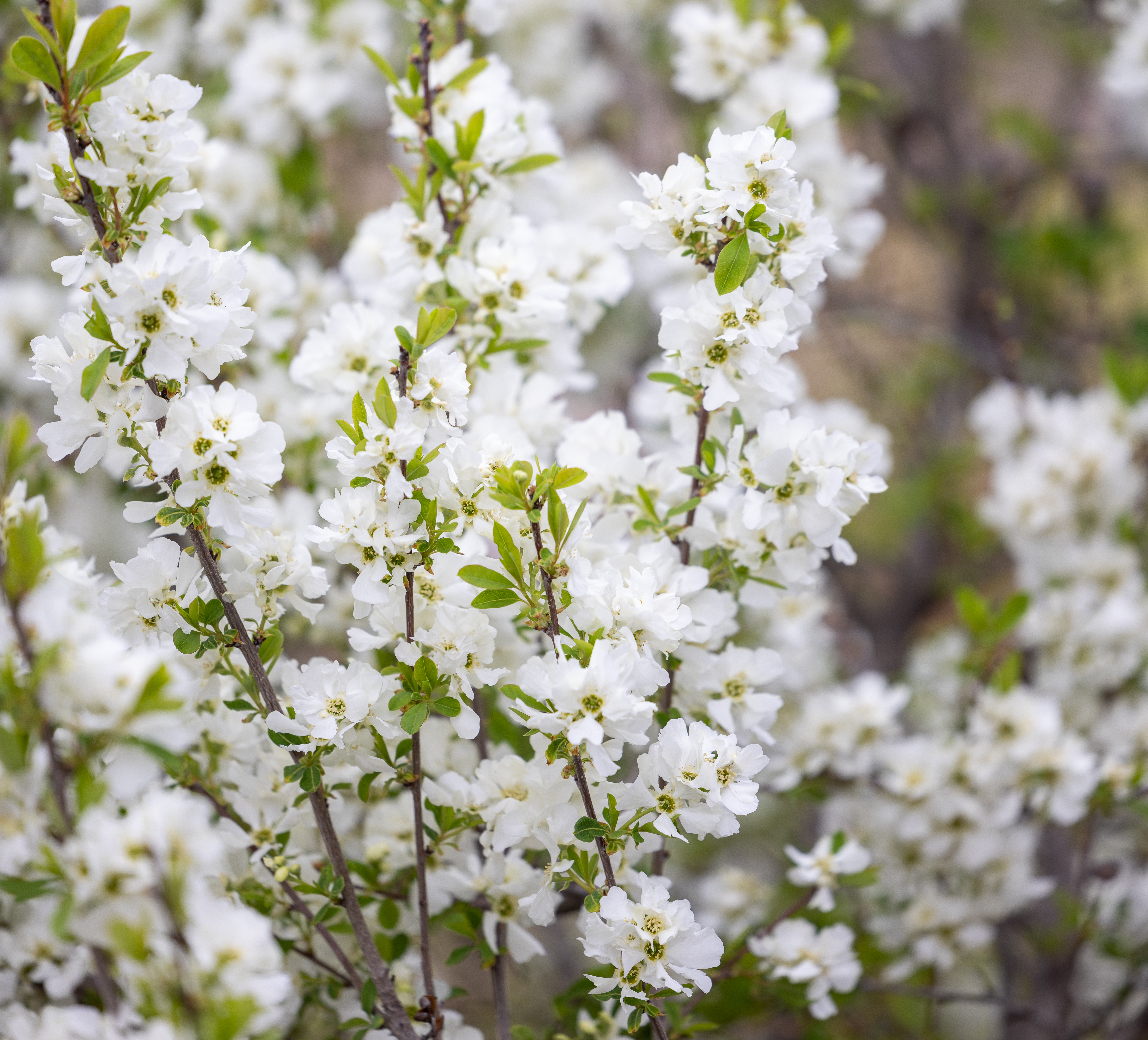 White flowers blooming on branches with bright green leaves in a natural outdoor setting.